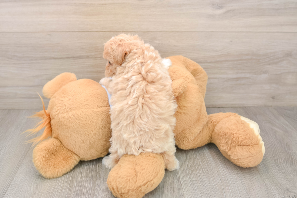 Maltipoo Puppy for Adoption