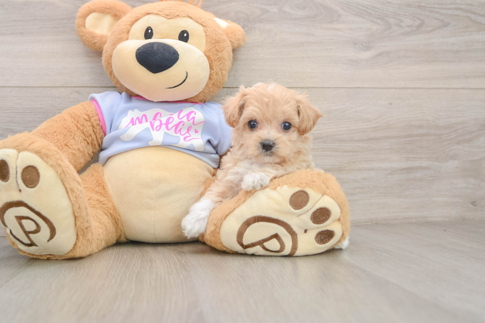 Maltipoo Pup Being Cute