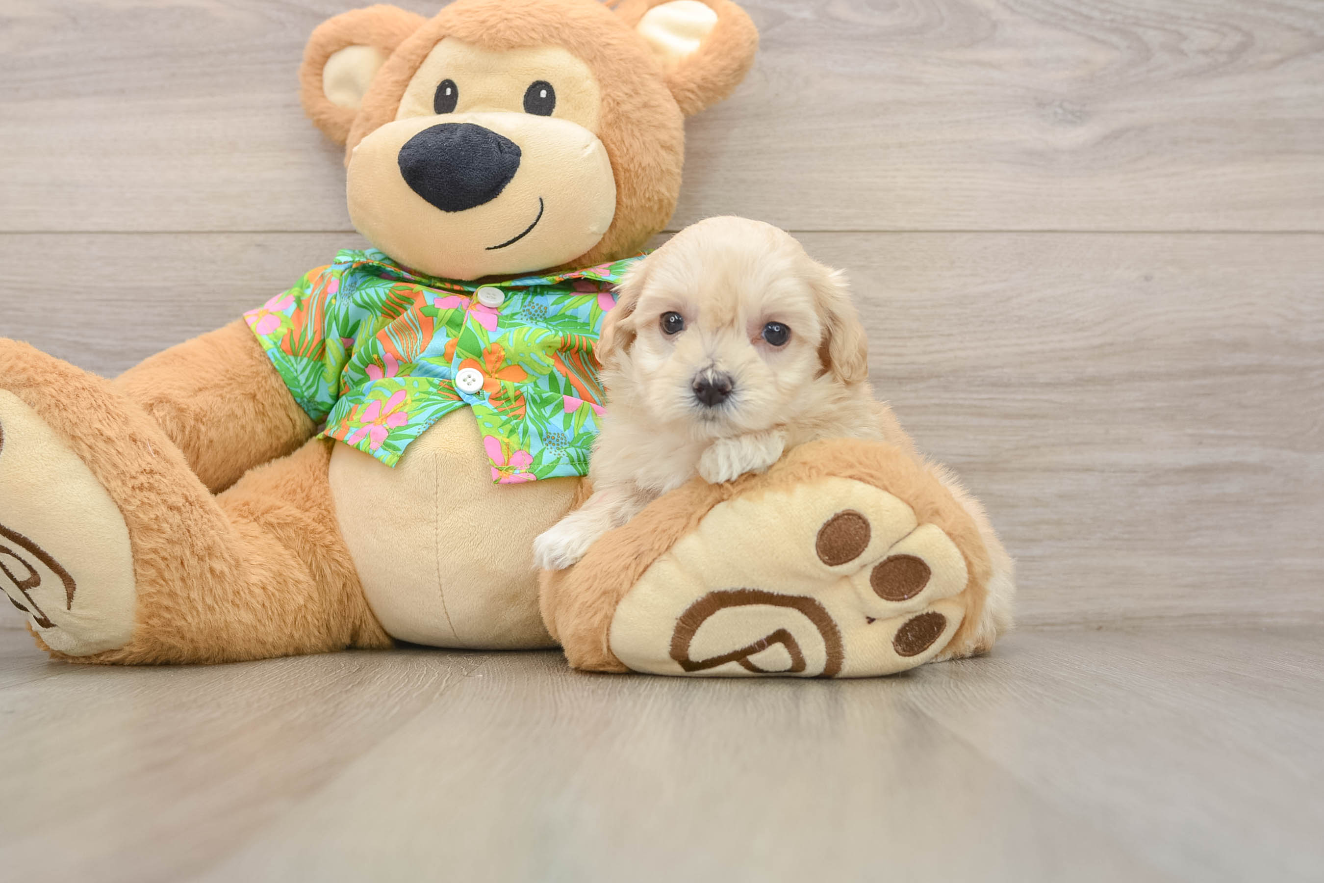 Small Maltipoo Baby