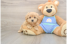 Maltipoo Pup Being Cute