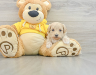 7 week old Maltipoo Puppy For Sale - Lone Star Pups