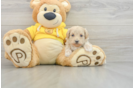 Maltipoo Puppy for Adoption