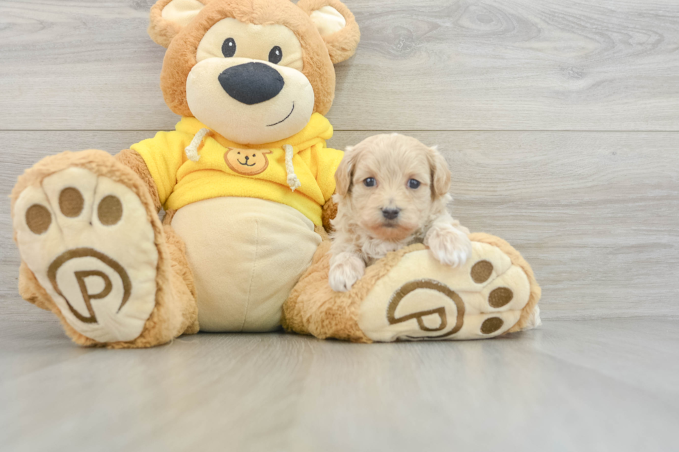 Maltipoo Puppy for Adoption