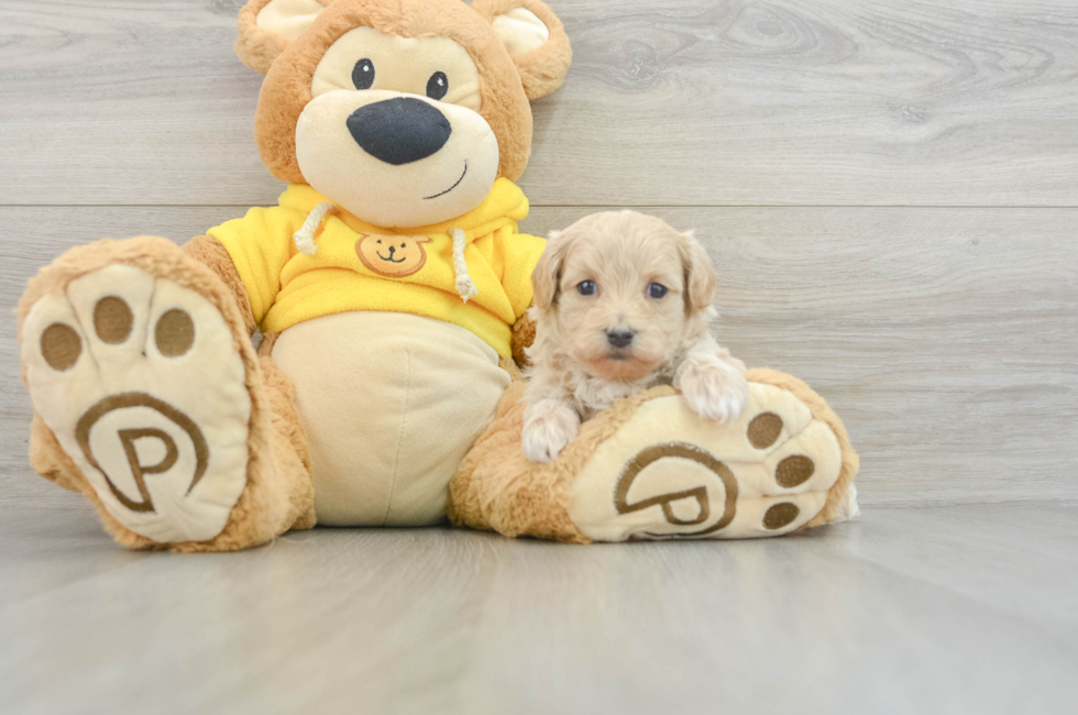 8 week old Maltipoo Puppy For Sale - Lone Star Pups