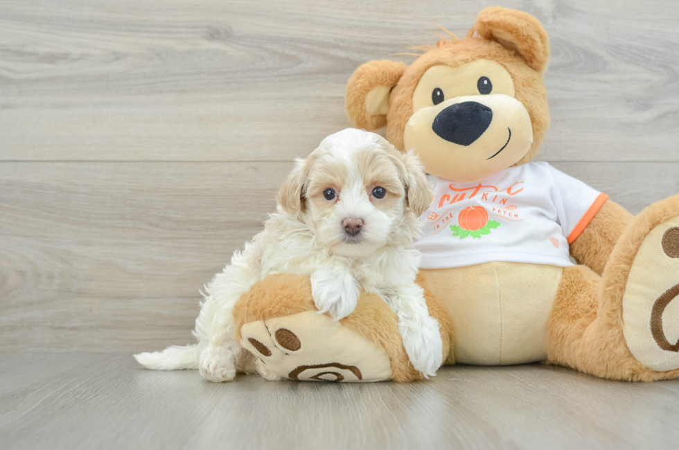 7 week old Maltipoo Puppy For Sale - Lone Star Pups