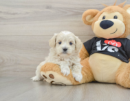 8 week old Maltipoo Puppy For Sale - Lone Star Pups