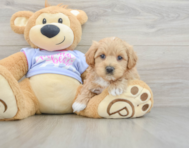 7 week old Maltipoo Puppy For Sale - Lone Star Pups