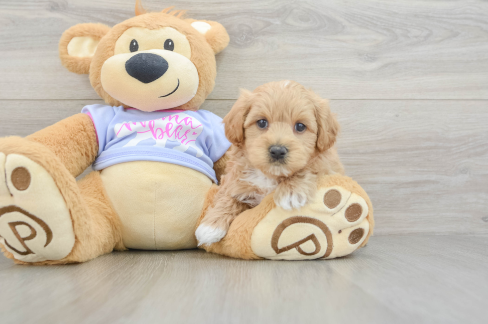 5 week old Maltipoo Puppy For Sale - Lone Star Pups