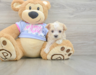 8 week old Maltipoo Puppy For Sale - Lone Star Pups