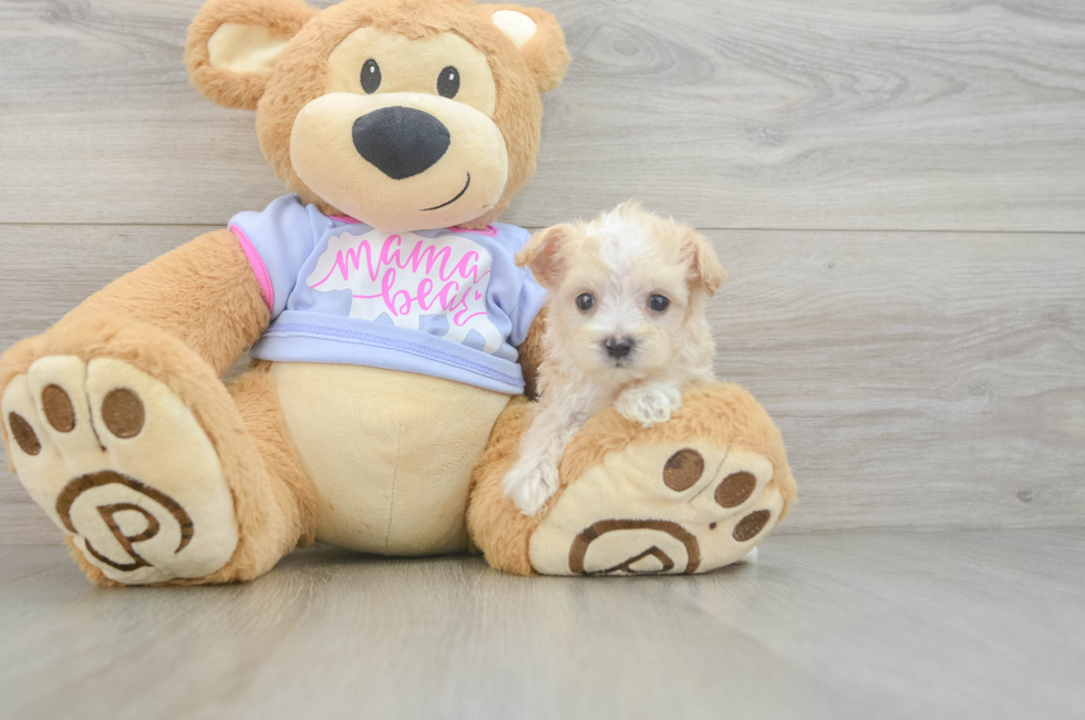 7 week old Maltipoo Puppy For Sale - Lone Star Pups