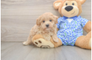 Best Maltipoo Baby