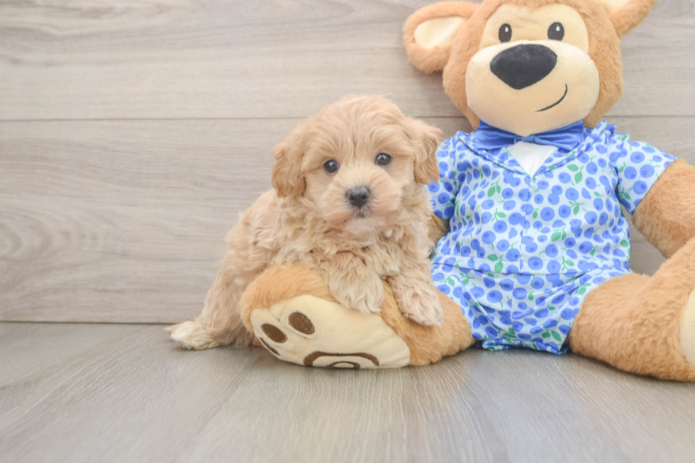 Best Maltipoo Baby