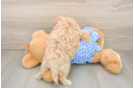 Best Maltipoo Baby