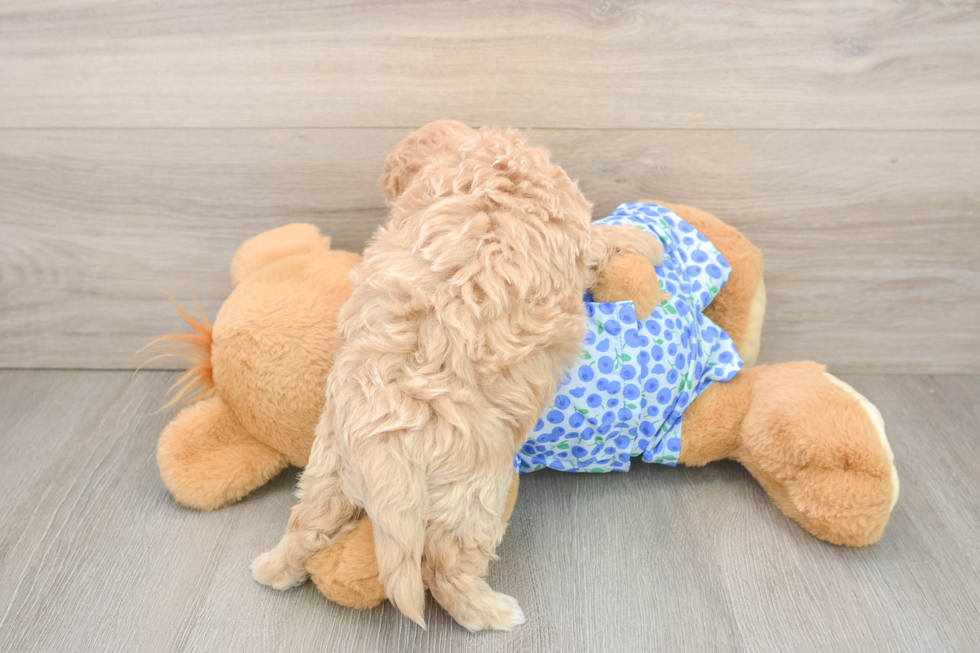 Best Maltipoo Baby