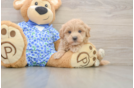 Maltipoo Pup Being Cute