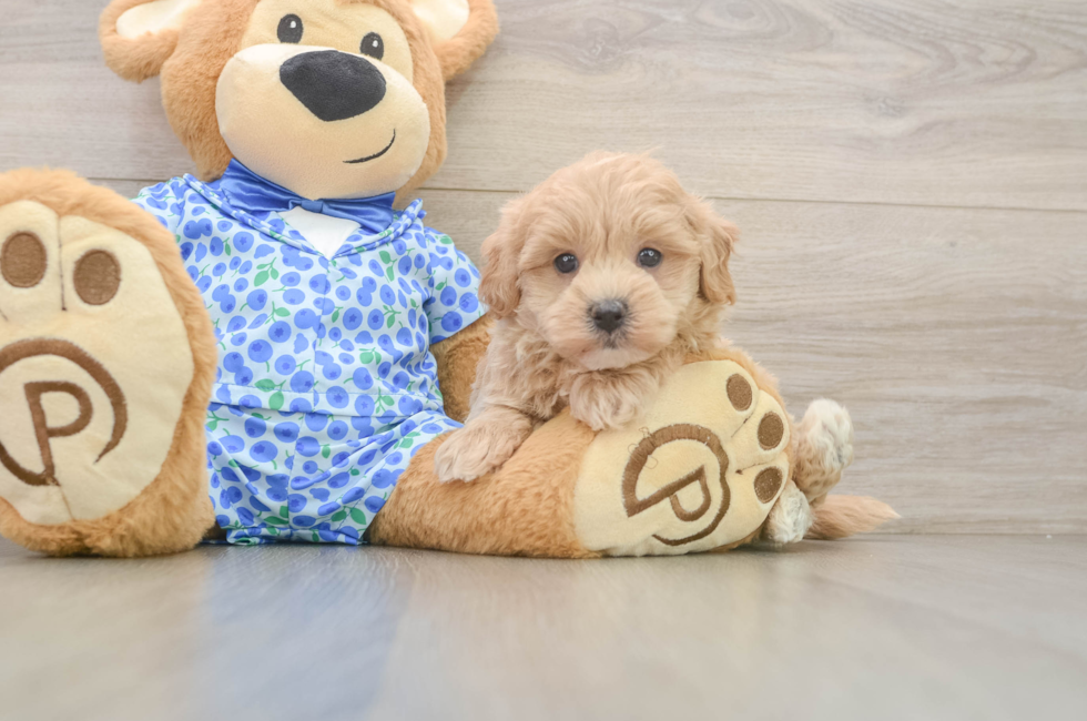 5 week old Maltipoo Puppy For Sale - Lone Star Pups