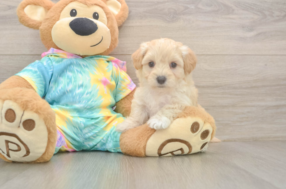 5 week old Maltipoo Puppy For Sale - Lone Star Pups