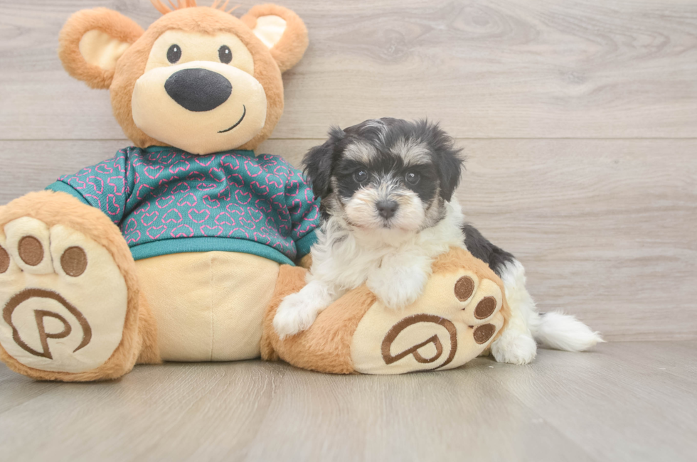5 week old Maltipoo Puppy For Sale - Lone Star Pups