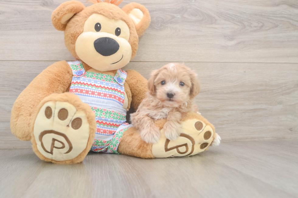 5 week old Maltipoo Puppy For Sale - Lone Star Pups