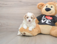 6 week old Maltipoo Puppy For Sale - Lone Star Pups