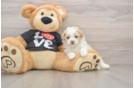 Smart Maltipoo Poodle Mix Pup