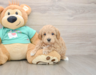 7 week old Maltipoo Puppy For Sale - Lone Star Pups