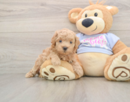 7 week old Maltipoo Puppy For Sale - Lone Star Pups