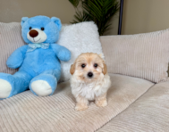 9 week old Maltipoo Puppy For Sale - Lone Star Pups