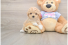 Maltipoo Pup Being Cute