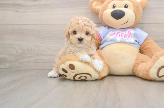 Maltipoo Pup Being Cute