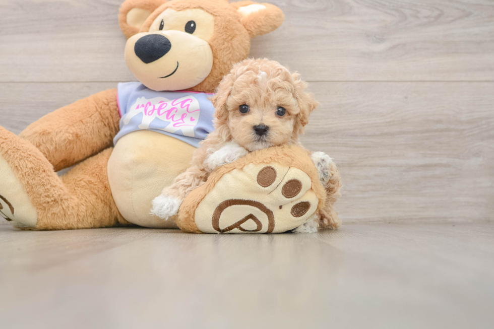 Maltipoo Puppy for Adoption