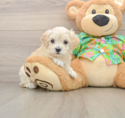 8 week old Maltipoo Puppy For Sale - Lone Star Pups