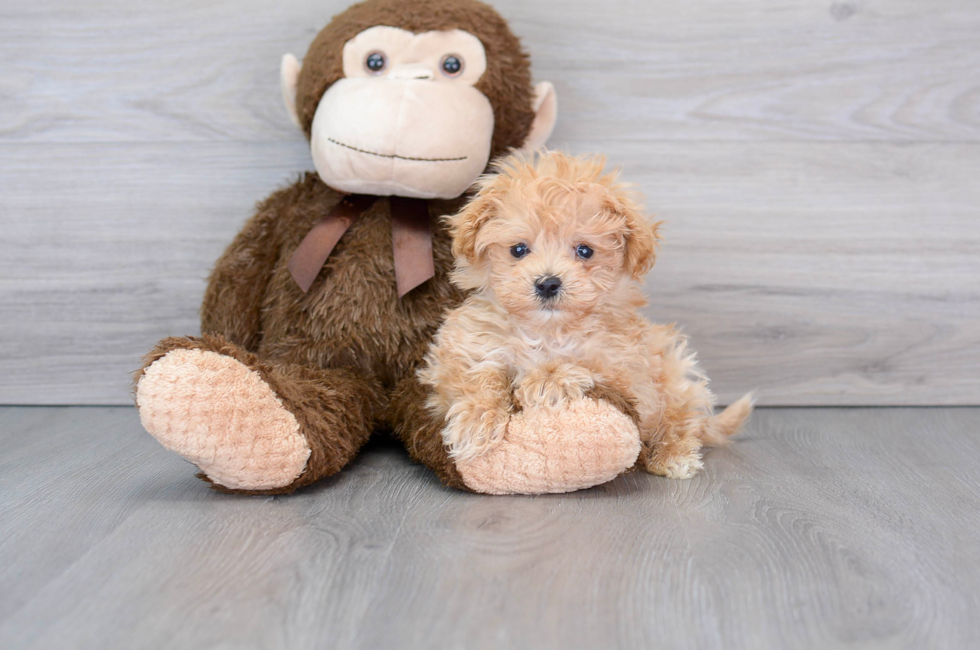 11 week old Maltipoo Puppy For Sale - Lone Star Pups