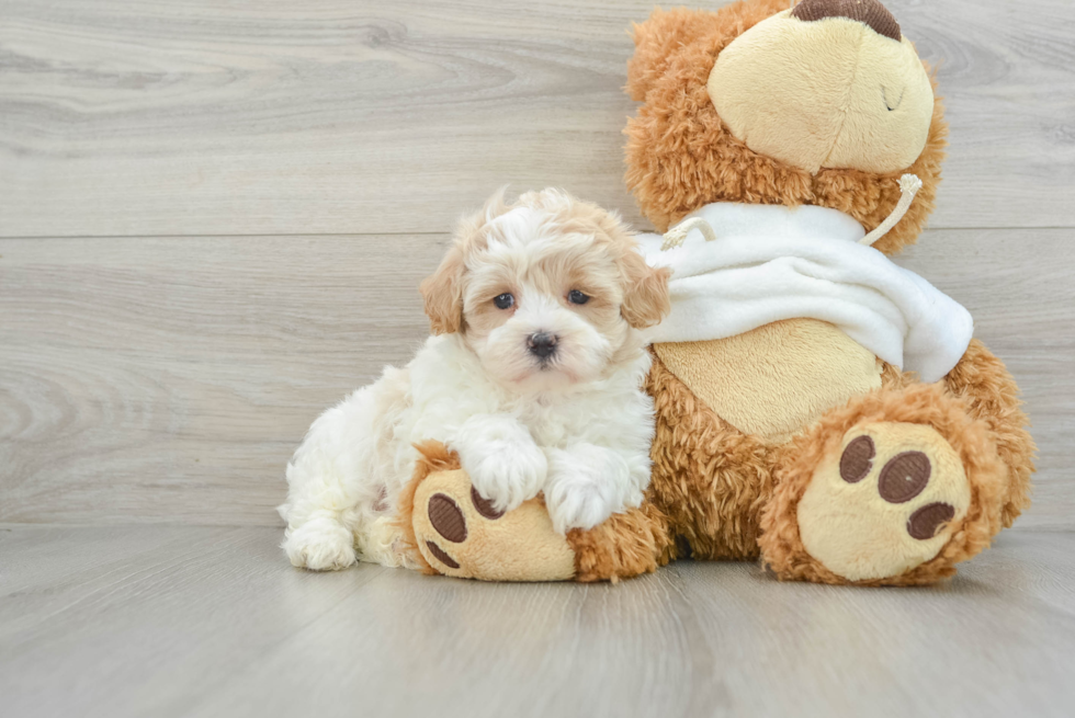 Best Maltipoo Baby