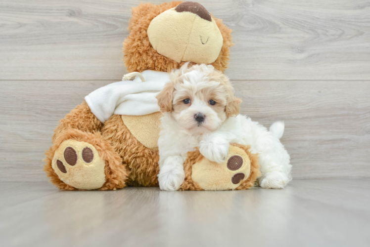 Maltipoo Pup Being Cute