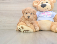 7 week old Maltipoo Puppy For Sale - Lone Star Pups