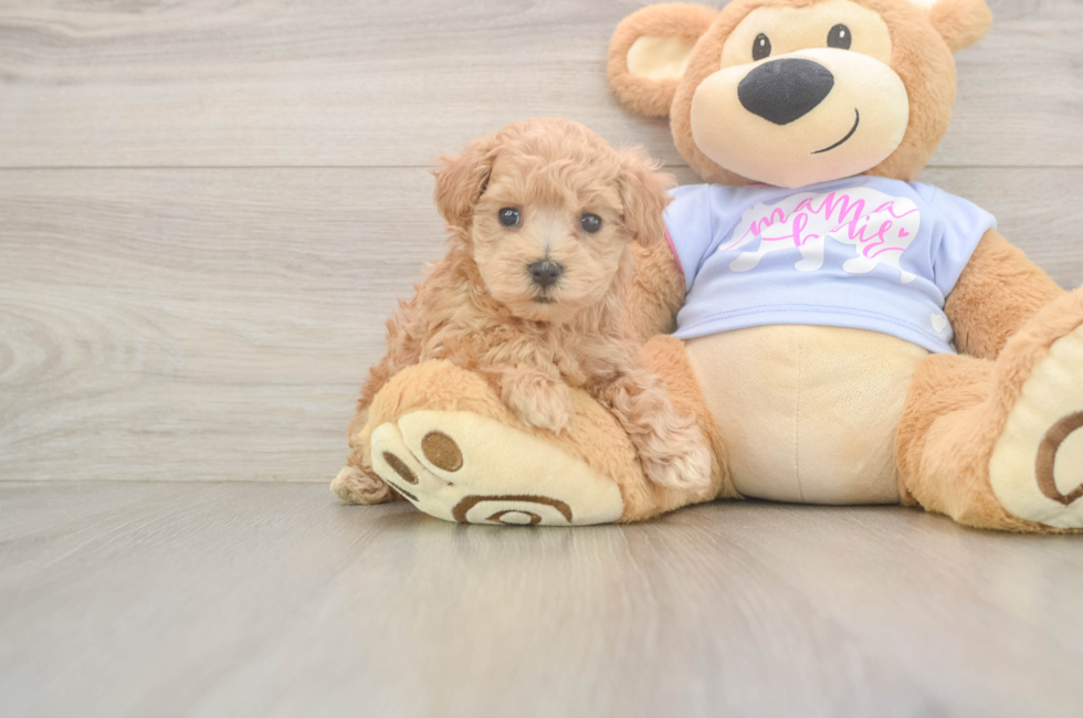 6 week old Maltipoo Puppy For Sale - Lone Star Pups