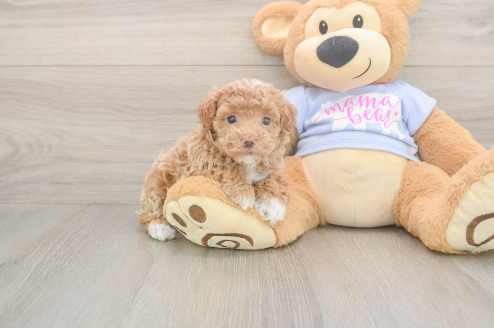 5 week old Maltipoo Puppy For Sale - Lone Star Pups
