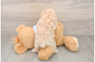Best Maltipoo Baby