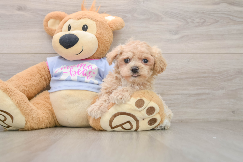 Maltipoo Puppy for Adoption