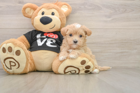 Maltipoo Pup Being Cute