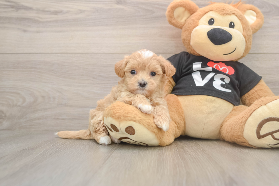 Sweet Maltipoo Baby