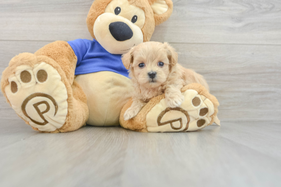 Playful Maltepoo Poodle Mix Puppy