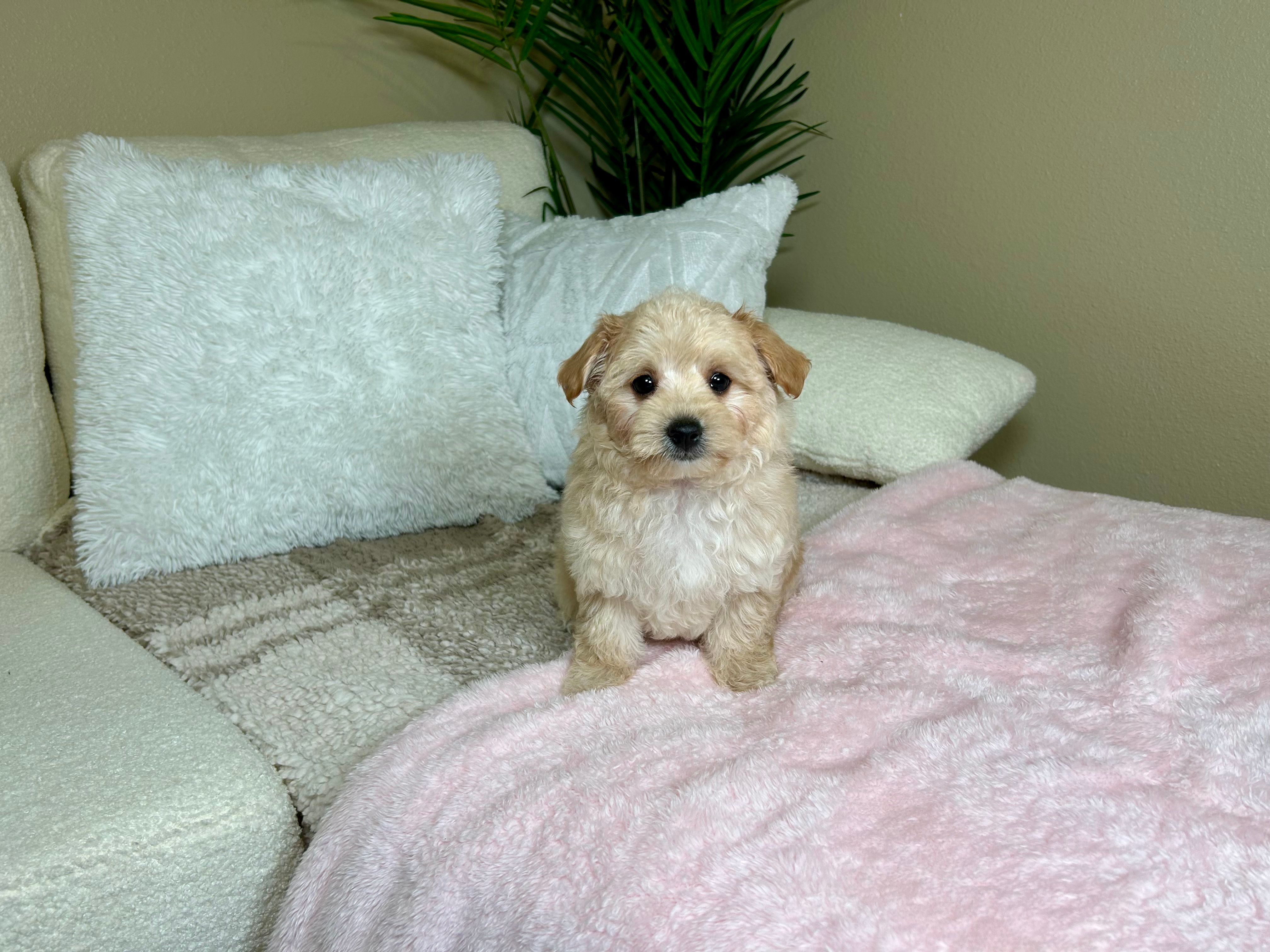 Best Maltipoo Baby