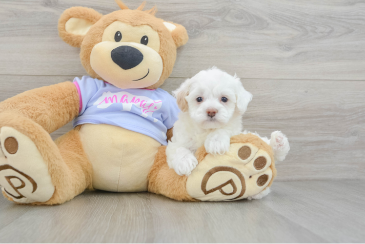 Best Maltipoo Baby