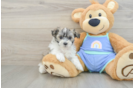 Playful Malt Oodle Poodle Mix Puppy