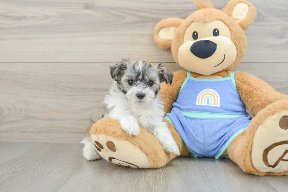 Playful Malt Oodle Poodle Mix Puppy
