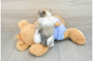 Adorable Malt a Poo Poodle Mix Puppy