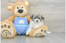 Maltipoo Puppy for Adoption