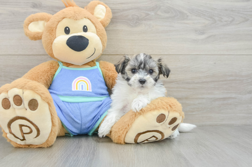 6 week old Maltipoo Puppy For Sale - Lone Star Pups